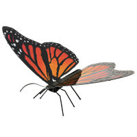 Picture of Monarch Butterfly