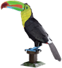 Picture of Keel-billed Toucan