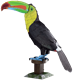 Picture of Keel-billed Toucan