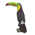 Picture of Keel-billed Toucan