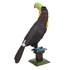 Picture of Keel-billed Toucan