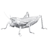 Picture of Grasshopper