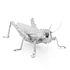 Picture of Grasshopper