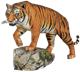 Picture of Bengal Tiger