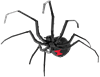 Picture of Black Widow Spider